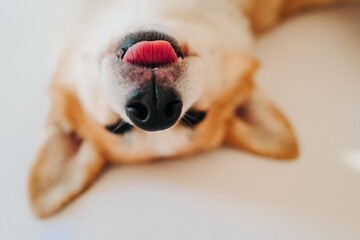 Corgi dog lies on white sheets and sticks out his tongue