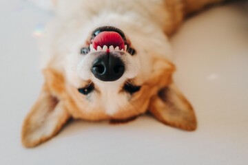 Close portrait of a corgi sleeping on its back on a bed in a room