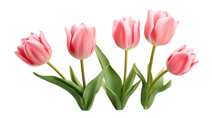 Tulip Flowers Collection, Realistic Portrait Isolated On Transparent Background.
