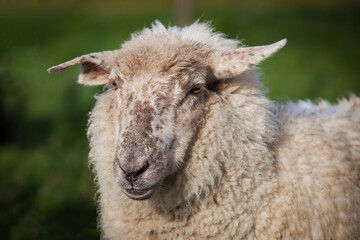 Wooly ewe sheep grazing out in the field