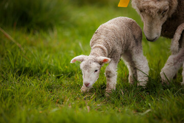 White mama ewe sheep with new baby lamb in grass
