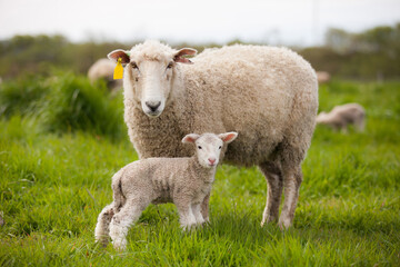 Naklejka na ściany i meble Big wooly ewe with new baby lamb in green grass