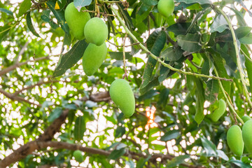 Fresh green mango with sunlight in the garden,summer fruit garden orchard,fresh thai mangoes tropical fruit,agricultural concept,mango farm,Bunch of green and ripe mango.