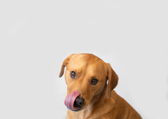 Cute golden medium dog licking with tongue