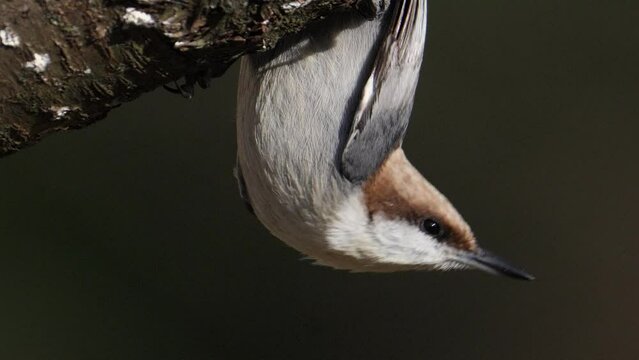 A Brown-headed nuthatch hanging upside down on a cherry tree branch