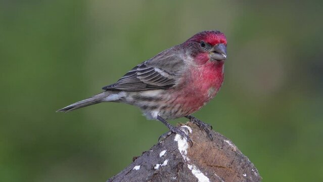 A male house finch perched on a log