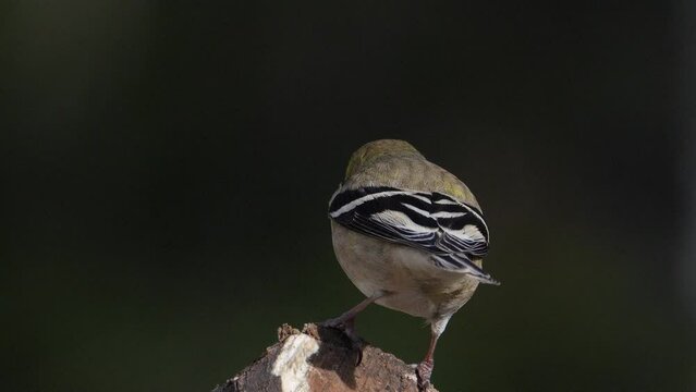 An American Goldfinch Perched on a Log