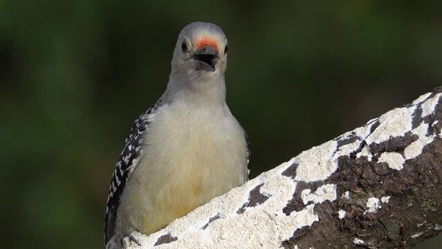 A female red-bellied woodpecker shaking her head