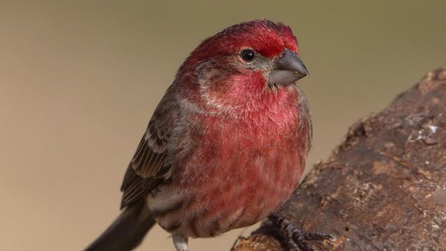 A Male House Finch Closeup