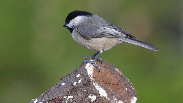 A Carolina chickadee perched on a log