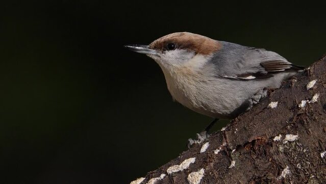 A brown-headed nuthatch perched on a cherry tree branch