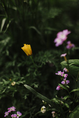 Wildflowers in a Spring Garden