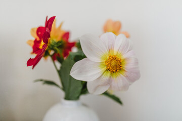 Multicolored Garden Dahlias in small white vase