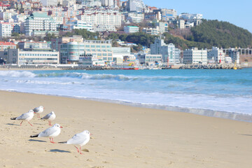 갈매기와 친구들
