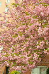 A tree with pink buds blossoms in the spring