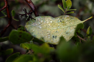 Water drops gather on fallen leaf after rain in forest