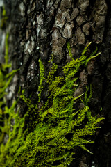 Bright green moss growing in cracks of tree bark