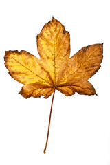 Yellow maple leaf on white background