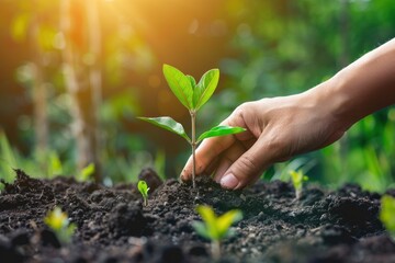Hand planting a young tree in fertile soil, symbolizing reforestation and carbon offset, close-up with natural sunlight, sustainability and growth theme