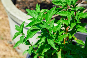 Sweet basil leaves in the vegetable garden