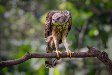 Close up Changeable hawk eagle perching on branch