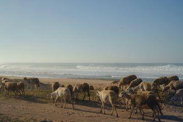 Fototapeta na wymiar Sheep flock on the beach heavy waves in background