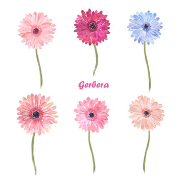 Watercolor hand painted illustration of daisy, gerbera, colorful flowers, pink , blue, hand drawn, watercolor floral illustrations	, pink daisies 