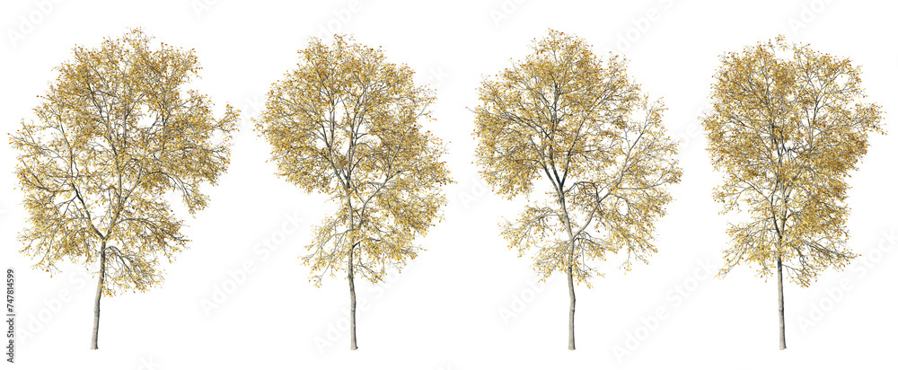 Poster ash trees contour shapes on transparent background.3d rendering png
