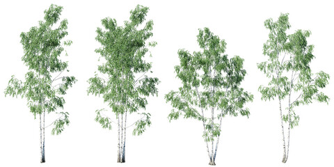 Birch tree on transparent background.3d rendering PNG