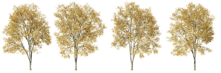 Ash trees contour shapes on transparent background.3d rendering PNG
