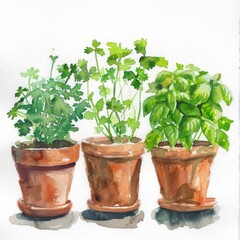 Fototapeta premium Watercolor Herb Pots, Potted basil, parsley, and cilantro. 