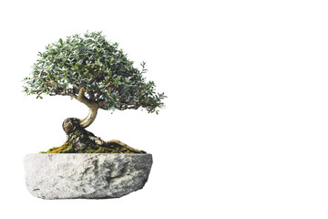 Bonsai Tree Isolation On Transparent Background.