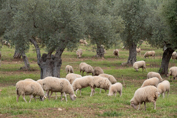 sheep grazing in front of the Alqueria d´Avall house, Bunyola, Mallorca, Balearic Islands, Spain