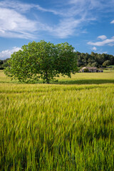 Fototapeta premium fig tree in a cereal field, Lloret de Vistalegre, Mallorca, Balearic Islands, Spain