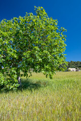 fig tree in a cereal field, Lloret de Vistalegre, Mallorca, Balearic Islands, Spain
