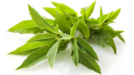 Obraz premium Fresh Lemon verbena hurb