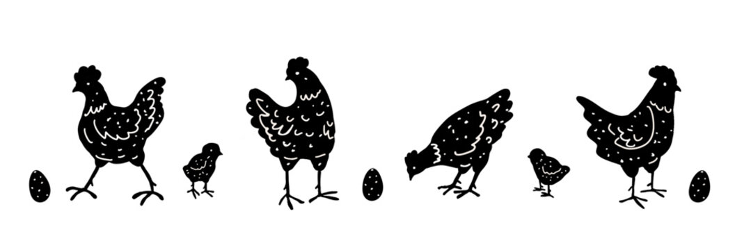 Hens and chicks with eggs. Hand drawn illustration of chicken. Farm animals silhouettes isolated on white background. Poultry vector graphic elements. Concept for design and print. 