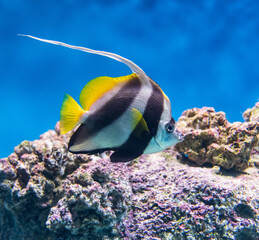 Naklejka na ściany i meble exotic fish in blue clear water.