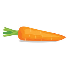 Vector illustration of carrot in cartoon flat style. Root vegetable carrots design for food menu, advertising, etc. Agricultural organic healthy product. Whole and sliced