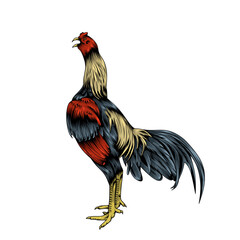 Chicken vector illustration. A rooster crowing. Vector rooster