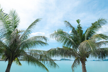 Fototapeta na wymiar Coconut trees and beautiful blue sky at the beach in Thailand.