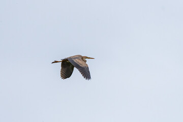 A Purple Heron in flight on a sunny day