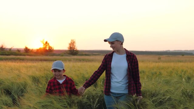 Little son of farmers joins hand with lovely mother walking across wheat field at twilight. Farmer mother and small boy in wheat field on weekend at sunset. Mom agronomist holds son hand on rye field