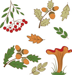 Autumn set of leaves, acorn,chanterelle mushroom and rowan tassels	