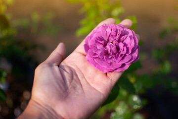 Blooming purple rose in hand, farmer pick blooming rose in the garden