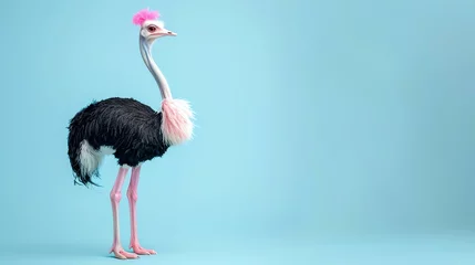 Deurstickers A studio shot of an ostrich with pink feathers on its head and neck. © Nijat