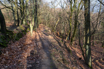 Narrow path in the autumn forest.