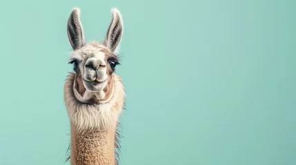 Zelfklevend Fotobehang A llama looking at the camera with a happy expression on its face. The llama is standing in front of a blue background. © Nijat