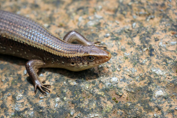 Selective Focus: A shiny, wide-eyed skink sunbathes on a rock. There is space for text.