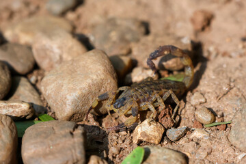 Close-up of Hottentotta tamulus, a small scorpion in Thailand. Small, fast But the venom is more powerful than a large scorpion. Likes to secretly hide in piles of clothes and under tree bark.